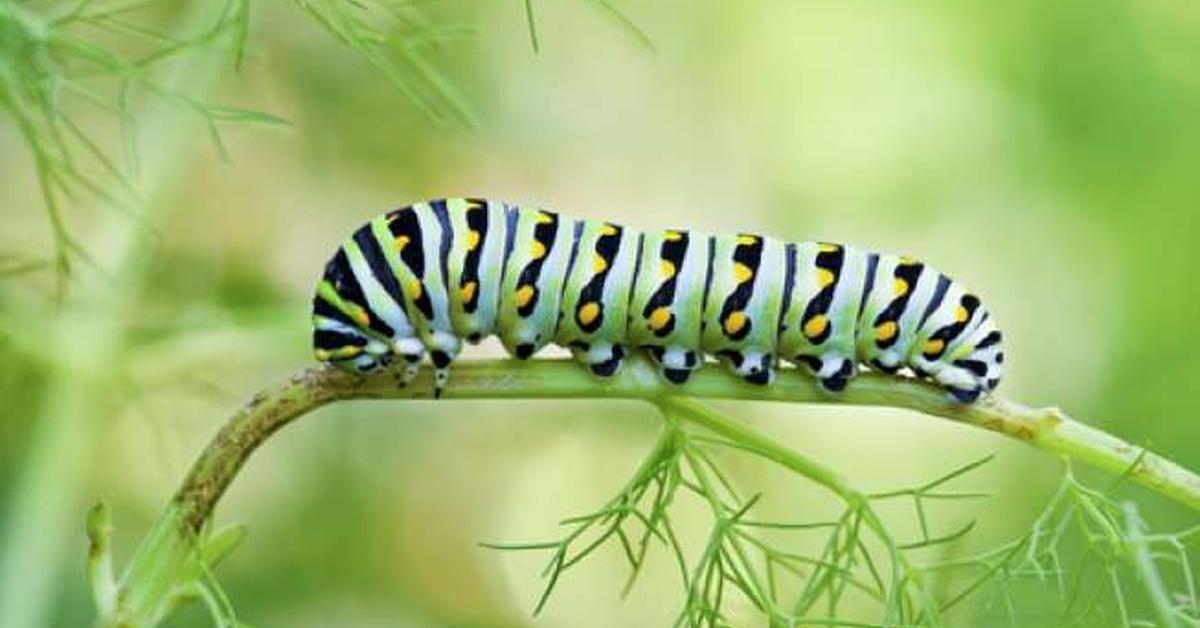 Glimpse of the Tiger Swallowtail Caterpillar, known in the scientific community as Papilio glaucus.