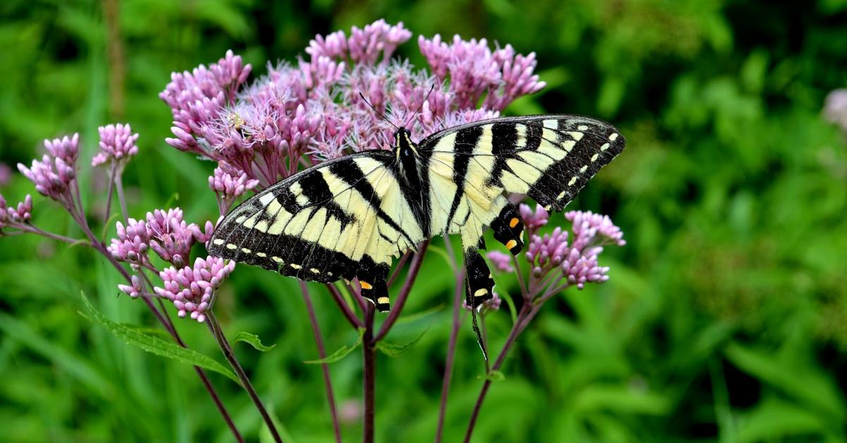 The Tiger Swallowtail, an example of Papilio glaucus, in its natural environment.