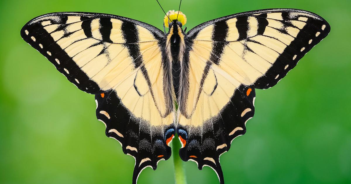 The fascinating Tiger Swallowtail, scientifically known as Papilio glaucus.