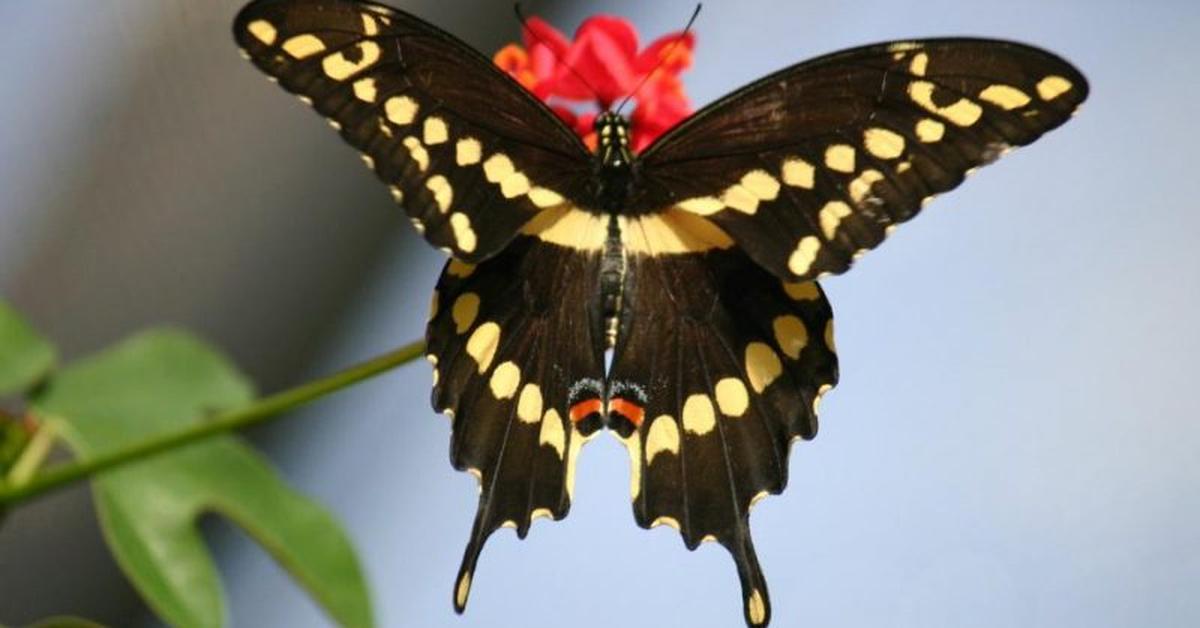 Photographic depiction of the unique Tiger Swallowtail, locally called Kupu-kupu Harimau Swallowtail.