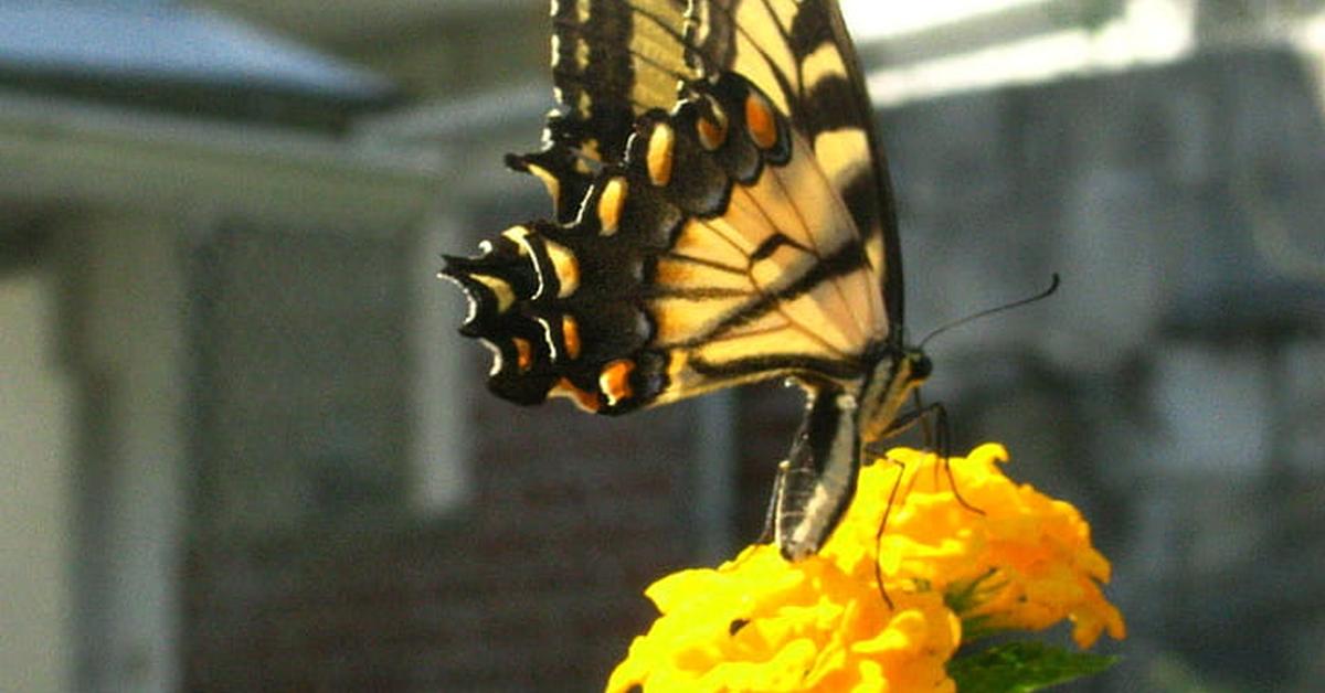 The remarkable Tiger Swallowtail (Papilio glaucus), a sight to behold.