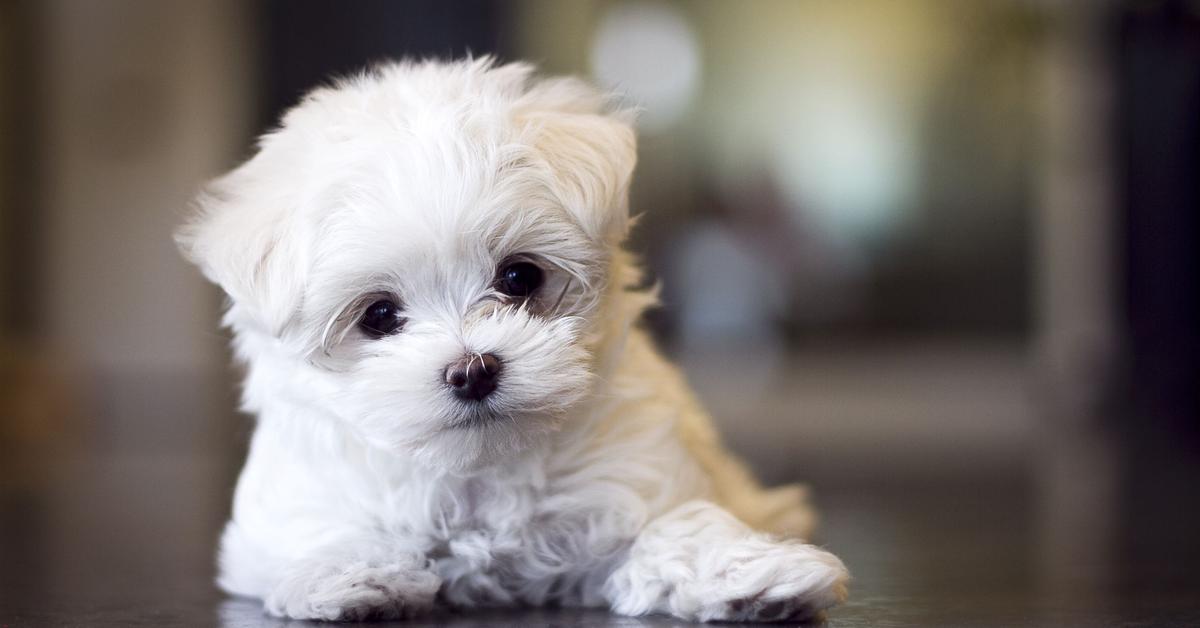 Engaging shot of the Teacup Maltese, recognized in Indonesia as Maltese Teacup.