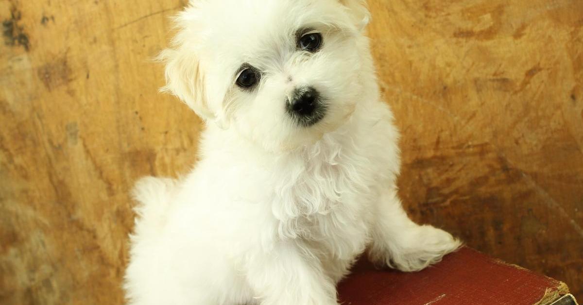 Iconic view of the Teacup Maltese, or Canis lupus, in its habitat.