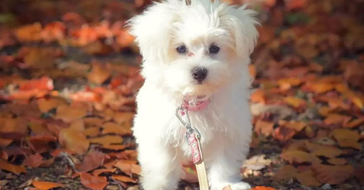 Natural elegance of the Teacup Maltese, scientifically termed Canis lupus.