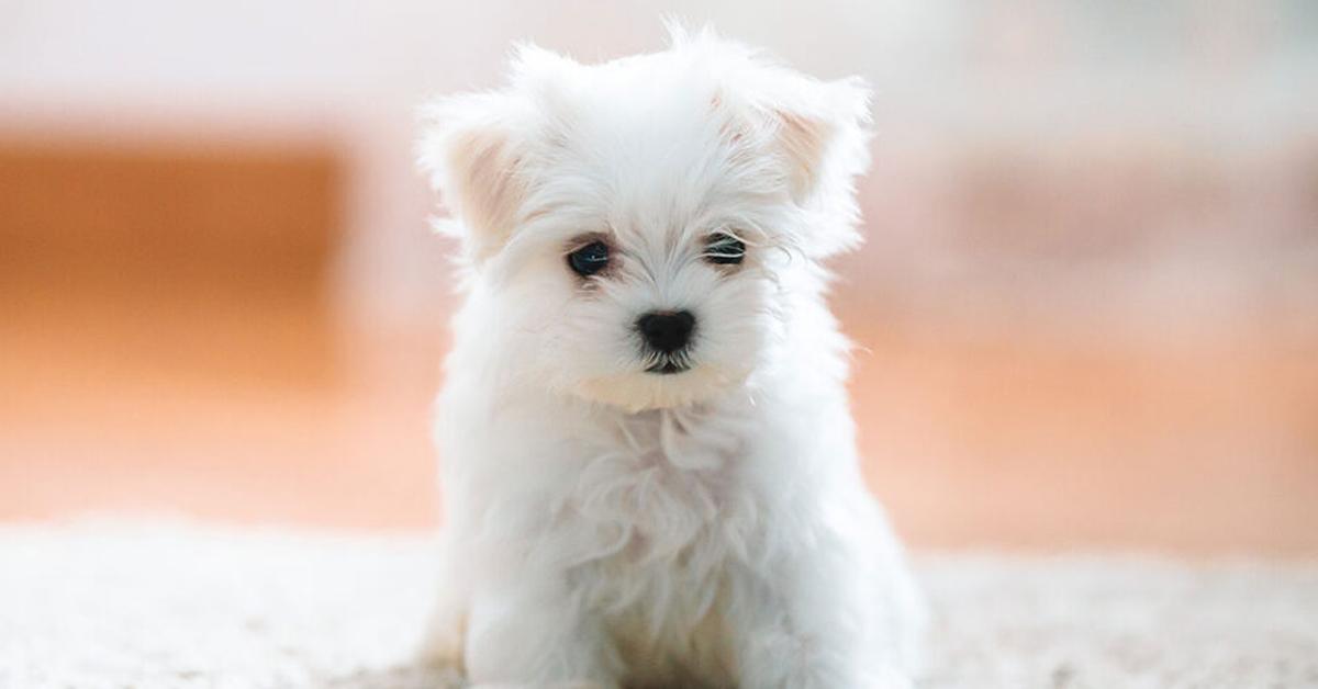 Splendid image of the Teacup Maltese, with the scientific name Canis lupus.