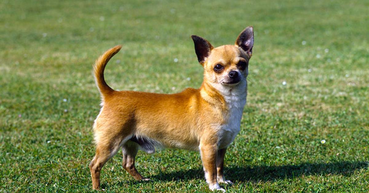 The remarkable Teacup Chihuahua (Canis lupus), a sight to behold.