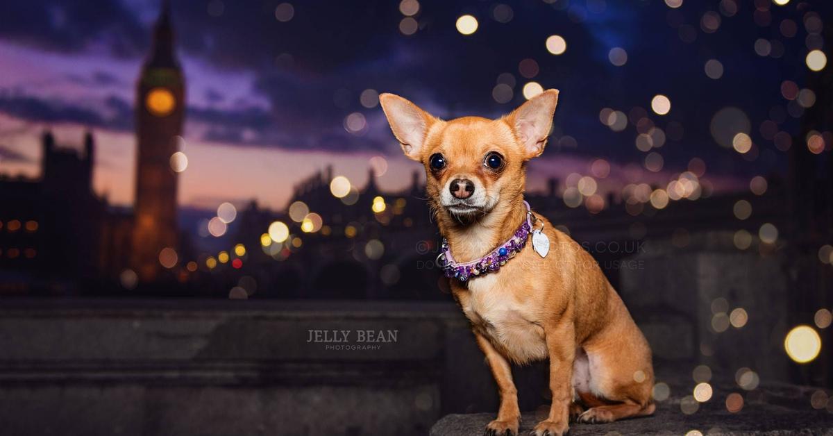 The Teacup Chihuahua, an example of Canis lupus, in its natural environment.