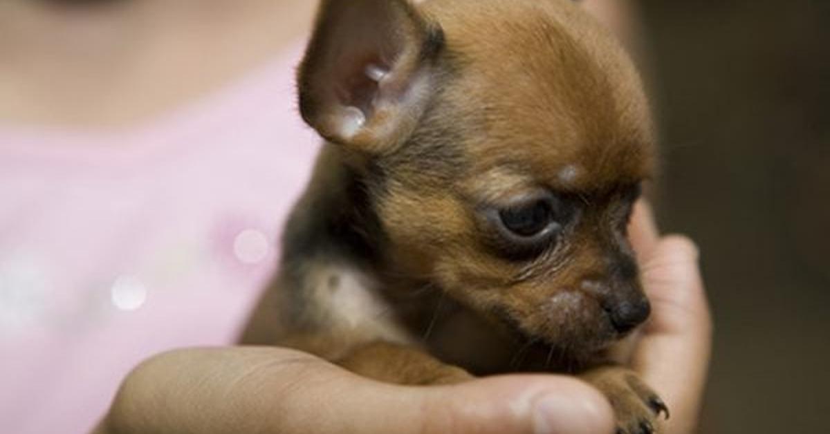 Image of the Teacup Chihuahua (Canis lupus), popular in Indonesia as Chihuahua Cangkir Teh.