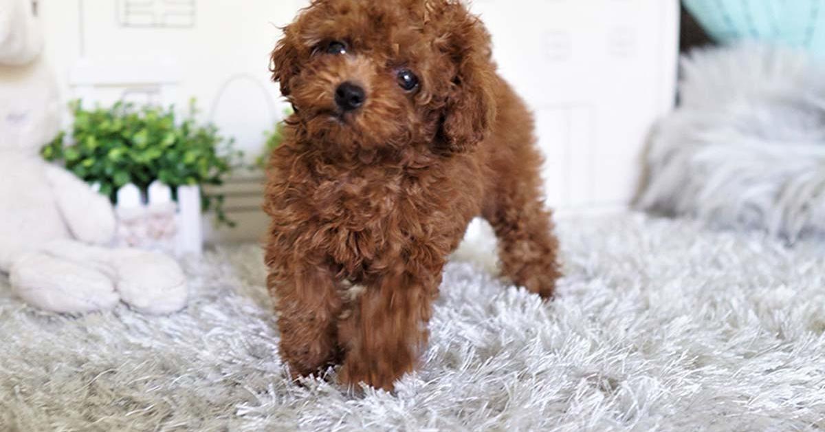 The alluring Teacup Poodle, commonly referred to as Poodle Cangkir Teh in Bahasa Indonesia.