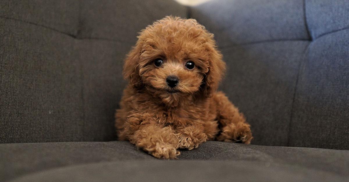 Captivating presence of the Teacup Poodle, a species called Canis lupus.