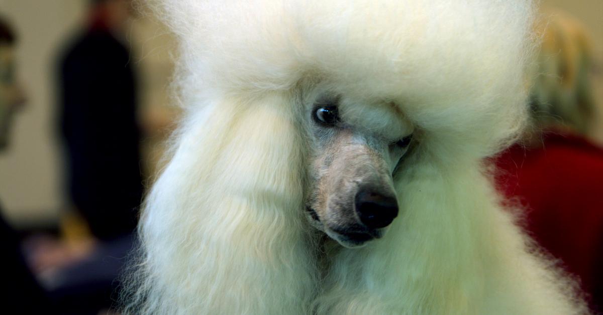 The remarkable Teacup Poodle (Canis lupus), a sight to behold.