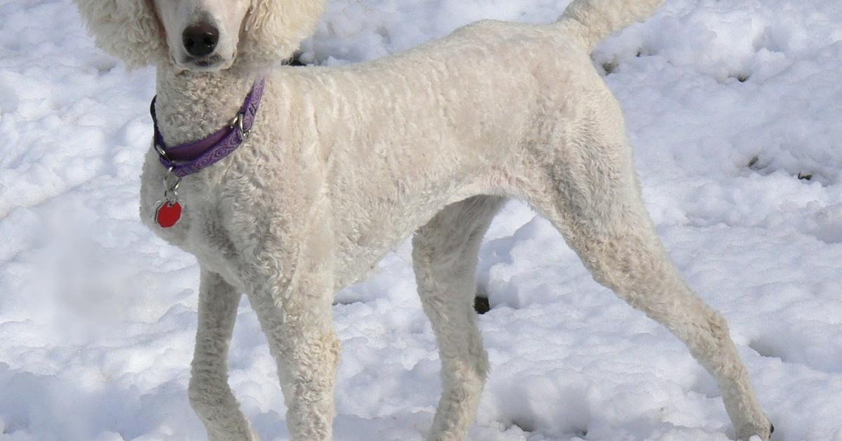 Dynamic image of the Teacup Poodle, popularly known in Indonesia as Poodle Cangkir Teh.