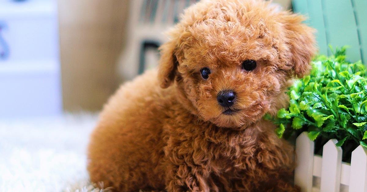 Photograph of the unique Teacup Poodle, known scientifically as Canis lupus.