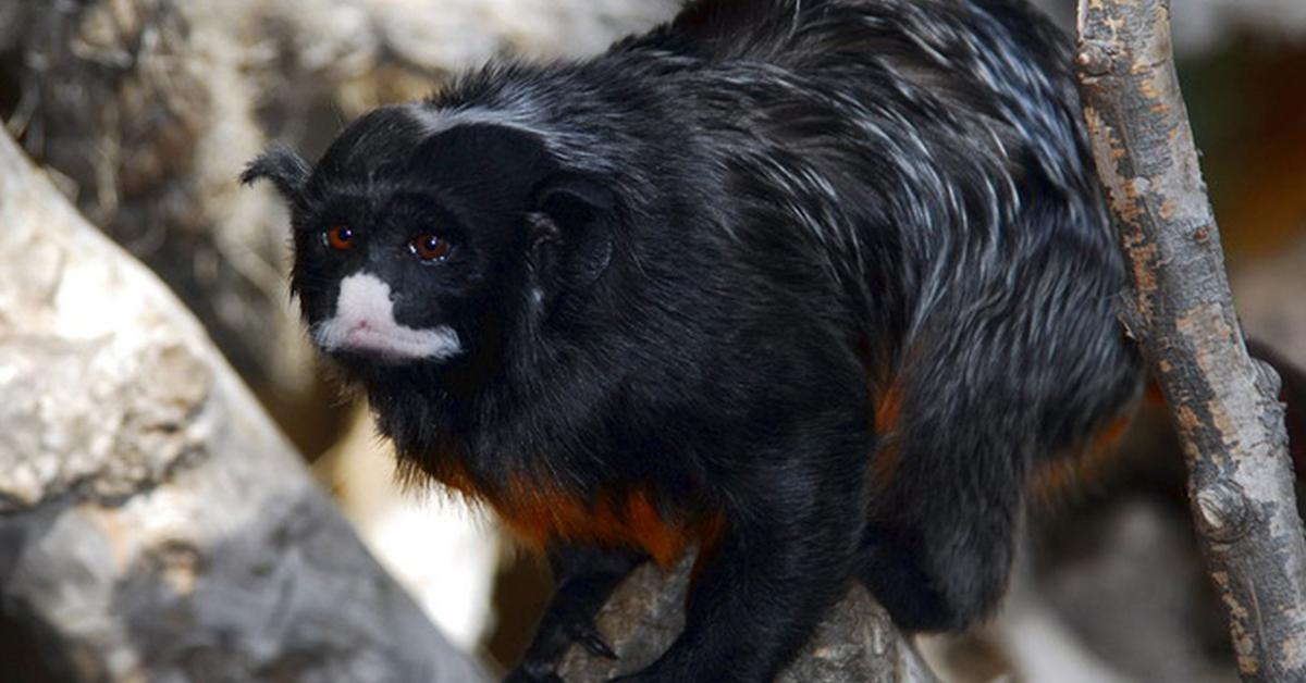 Engaging shot of the Tamarin, recognized in Indonesia as Tamarin.