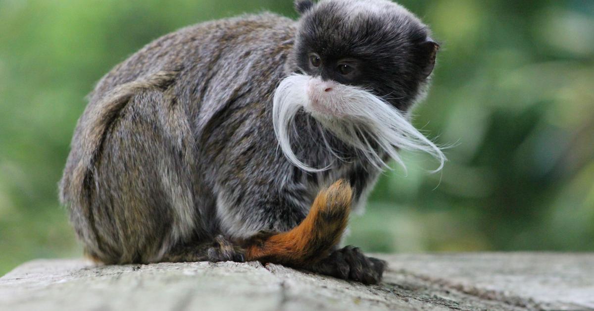 Snapshot of the intriguing Tamarin, scientifically named Saguinus.