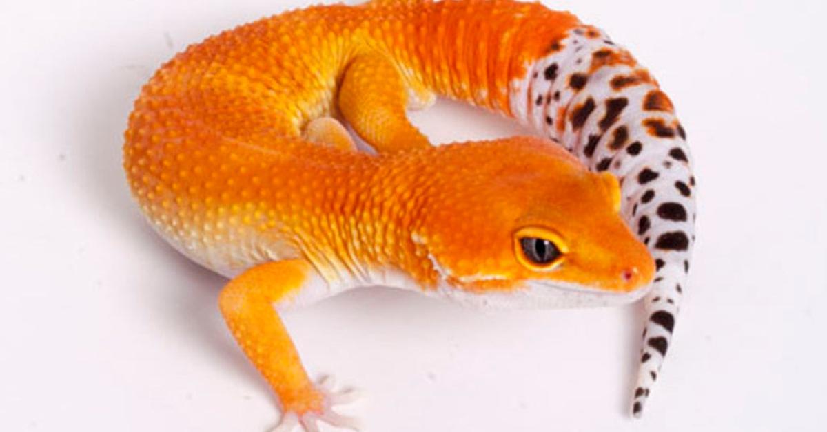 Detailed shot of the Tangerine Leopard Gecko, or Eublepharis macularius, in its natural setting.