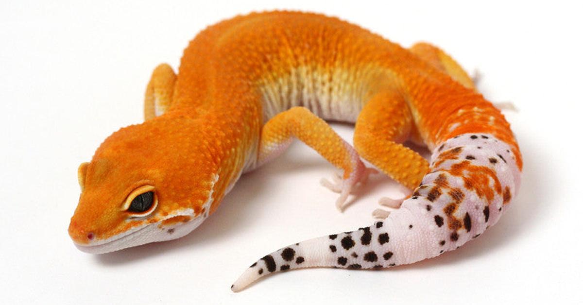 Distinctive Tangerine Leopard Gecko, in Indonesia known as Kadal Leopard Tangerine, captured in this image.