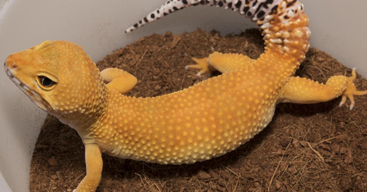 The Tangerine Leopard Gecko, a beautiful species also known as Kadal Leopard Tangerine in Bahasa Indonesia.