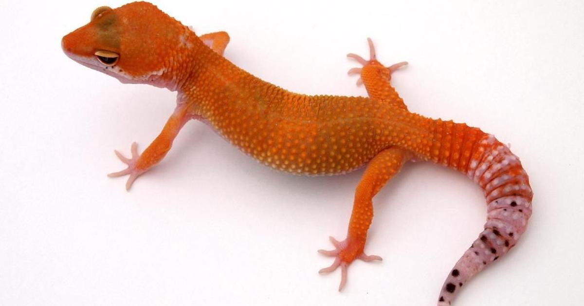 Charming view of the Tangerine Leopard Gecko, in Indonesia referred to as Kadal Leopard Tangerine.