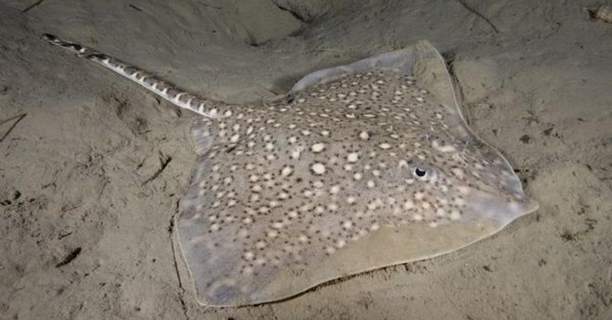 Close-up view of the Thornback Ray, known as Pari Duri Belakang in Indonesian.