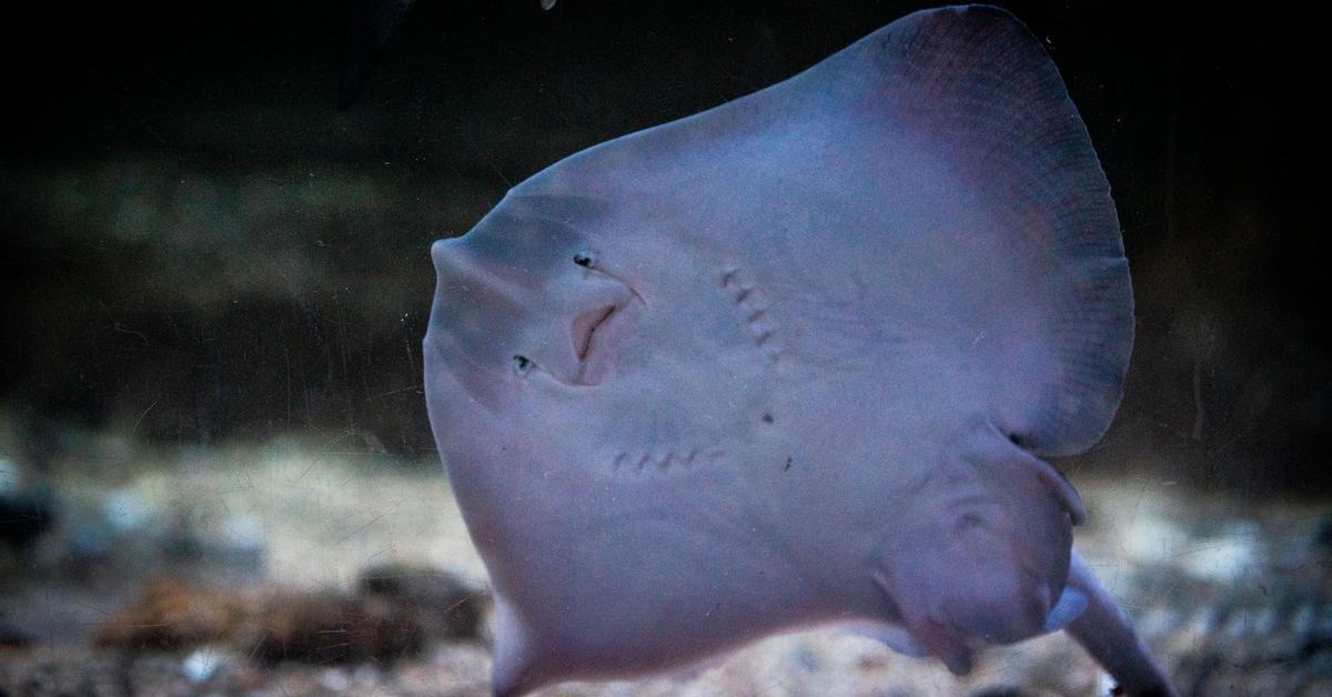 The remarkable Thornback Ray (Raja clavata), a sight to behold.