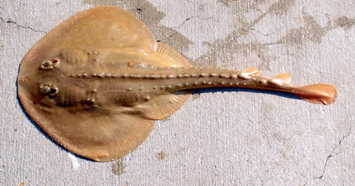 Captivating shot of the Thornback Ray, or Pari Duri Belakang in Bahasa Indonesia.