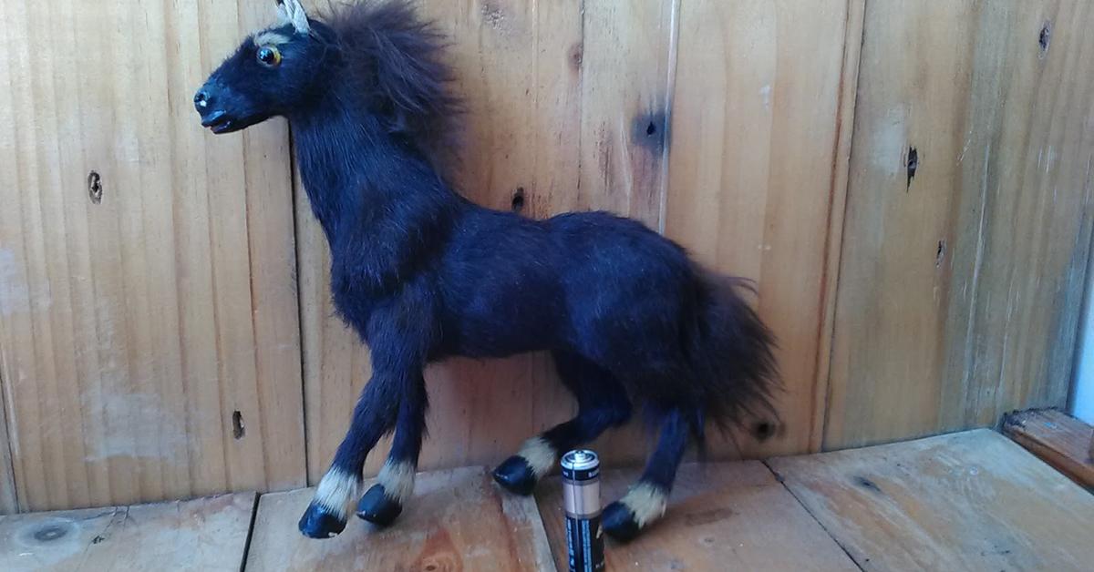 The remarkable Teacup Miniature Horse (Equus), a sight to behold.