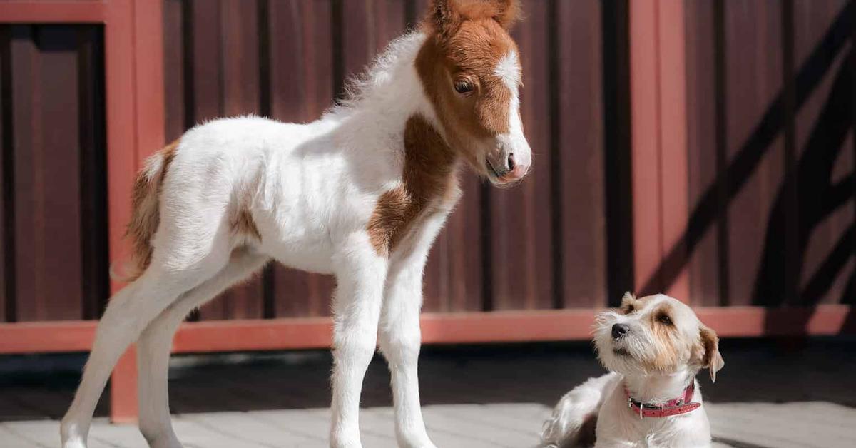 The Teacup Miniature Horse in its natural beauty, locally called Kuda Miniatur Teacup.