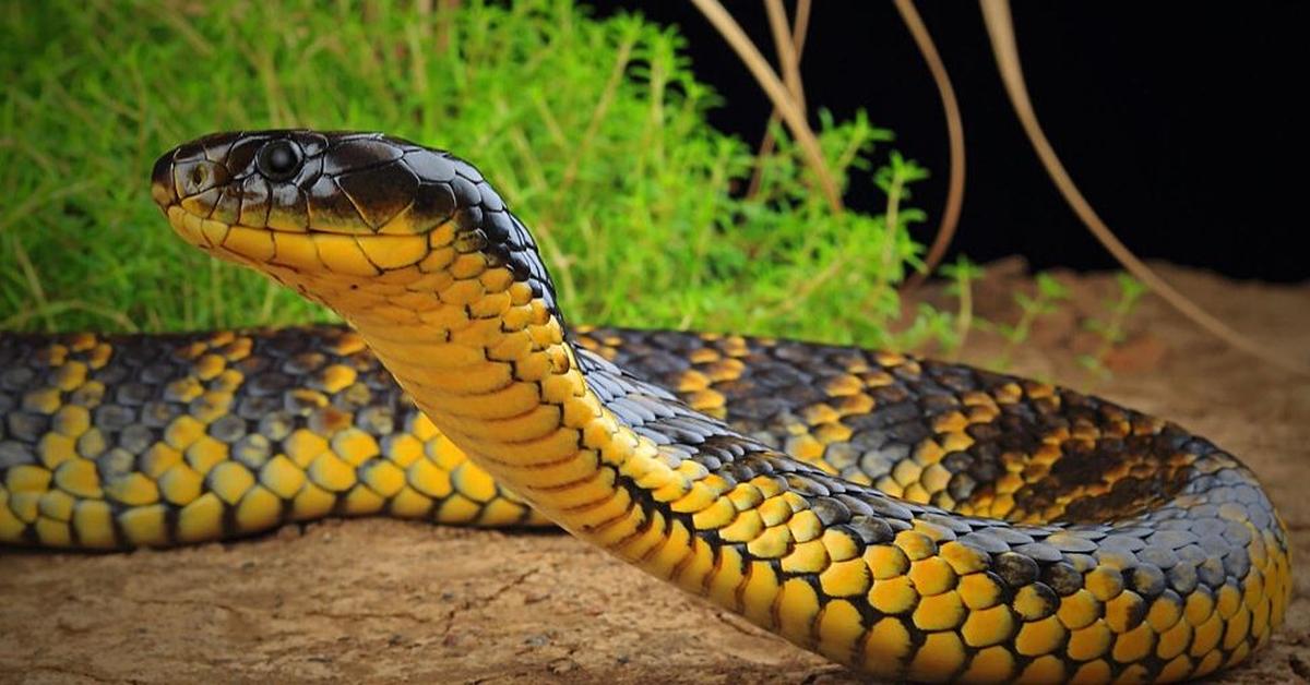 A beautiful representation of the Tiger Snake, scientifically Notechis Scutatus.