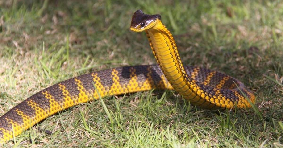 Captured moment of the Tiger Snake, in Indonesia known as Ular Harimau.