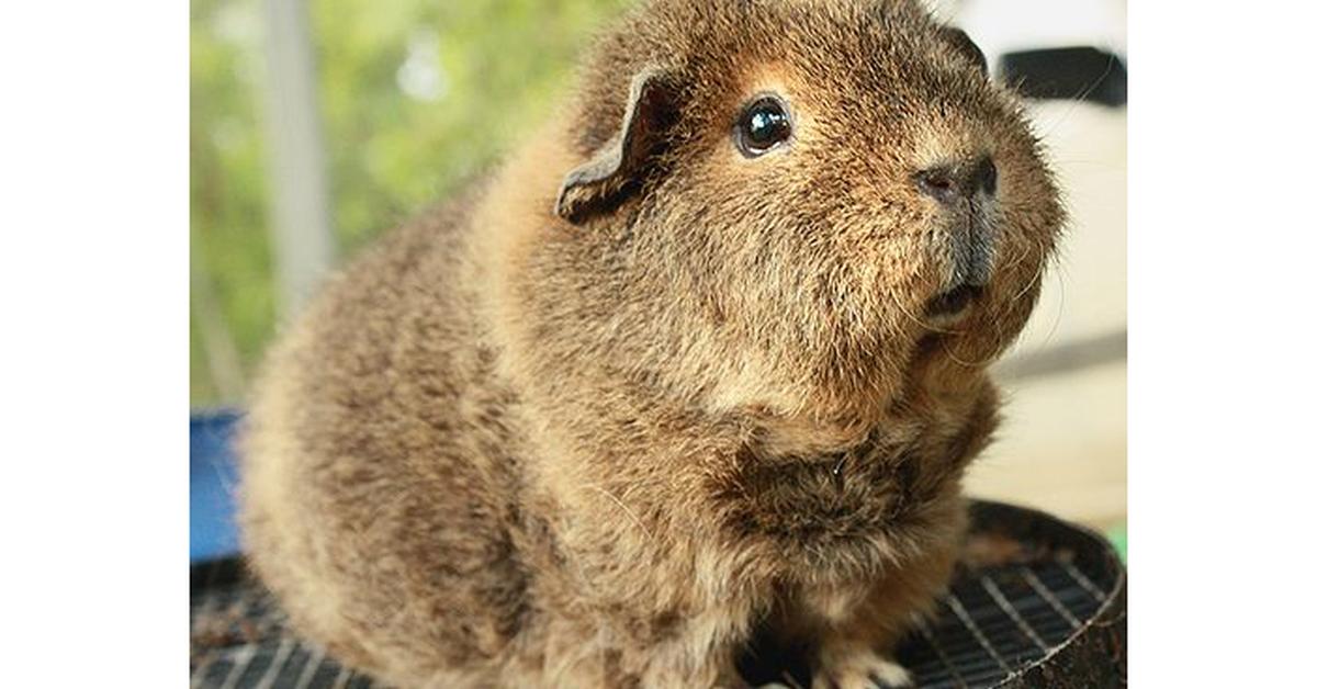 Striking appearance of the Teddy Guinea Pig, known in scientific circles as Cavia porcellus.