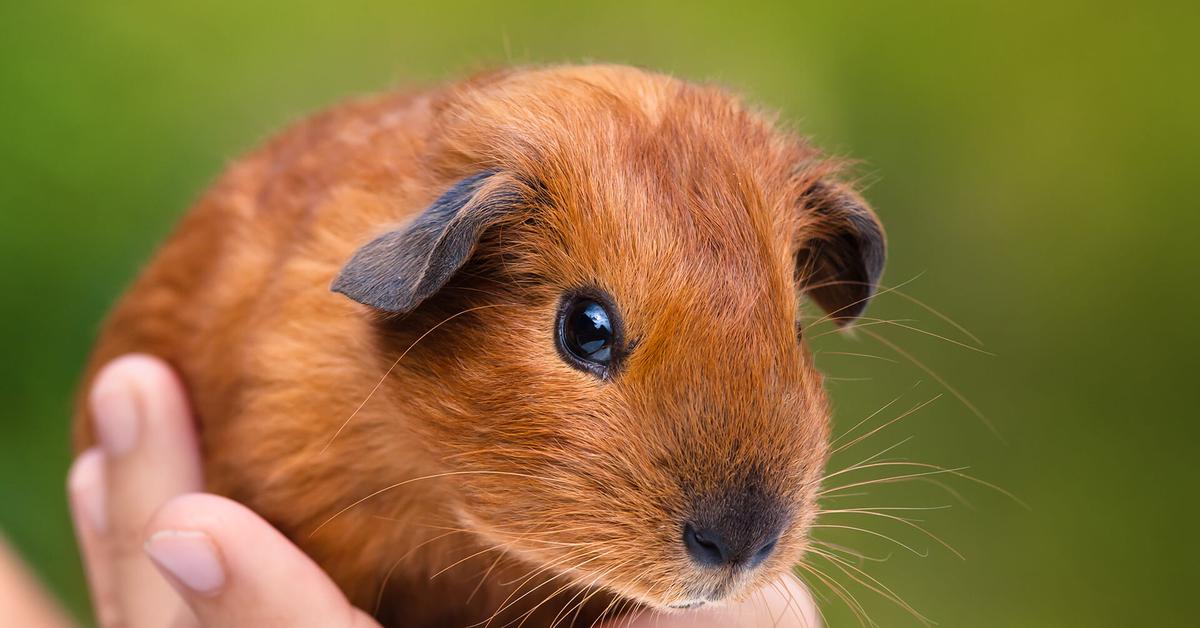 Stunning depiction of Teddy Guinea Pig, also referred to as Cavia porcellus.