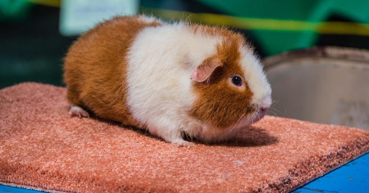 The majestic Teddy Guinea Pig, also called Babi Guinea Teddy in Indonesia, in its glory.