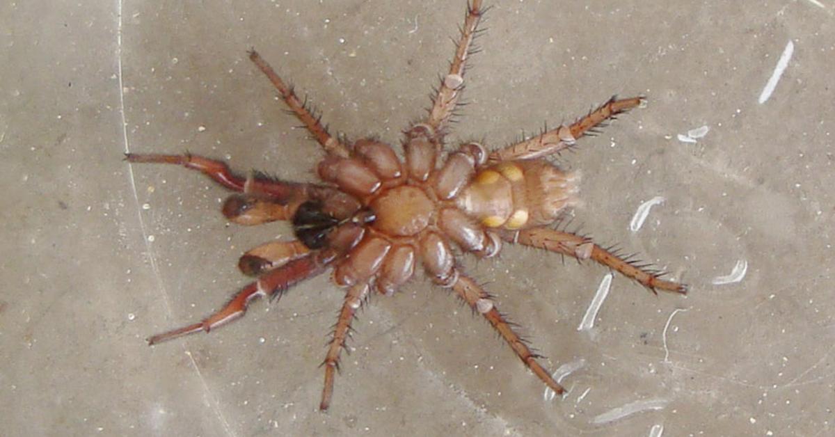 Captured beauty of the Trapdoor Spider, or Ctenizidae in the scientific world.