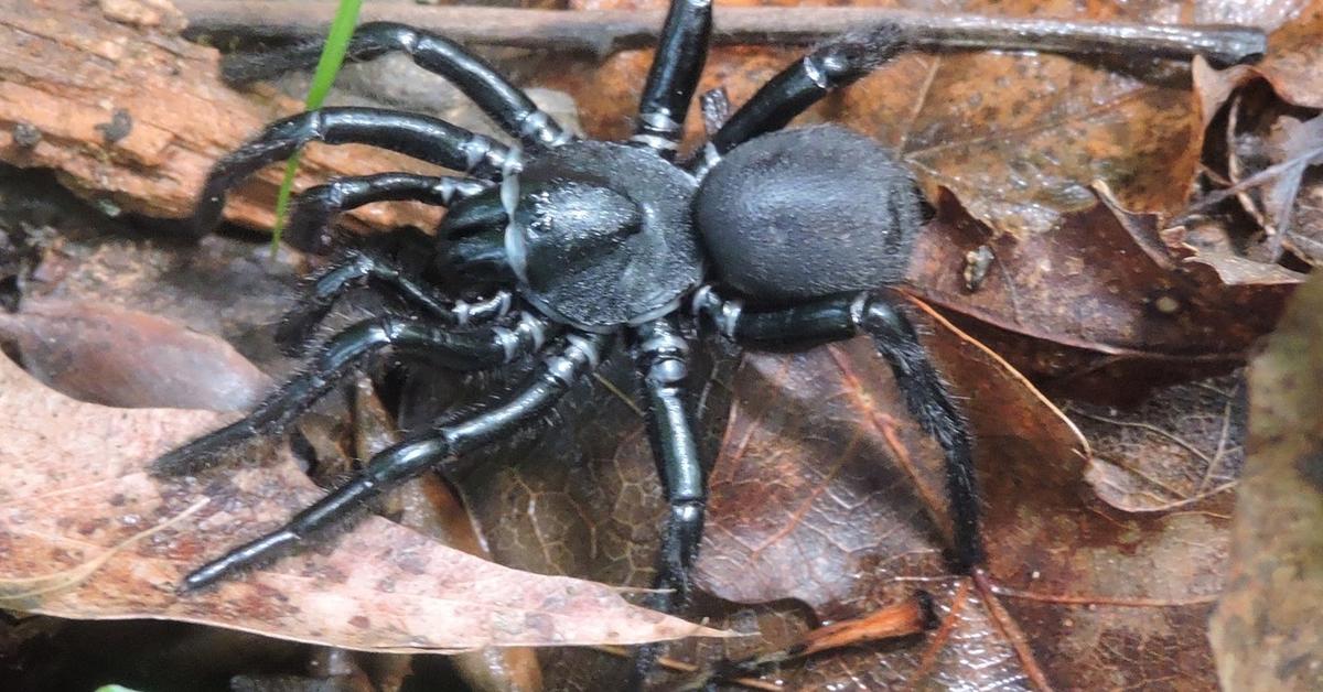 Portrait of a Trapdoor Spider, a creature known scientifically as Ctenizidae.