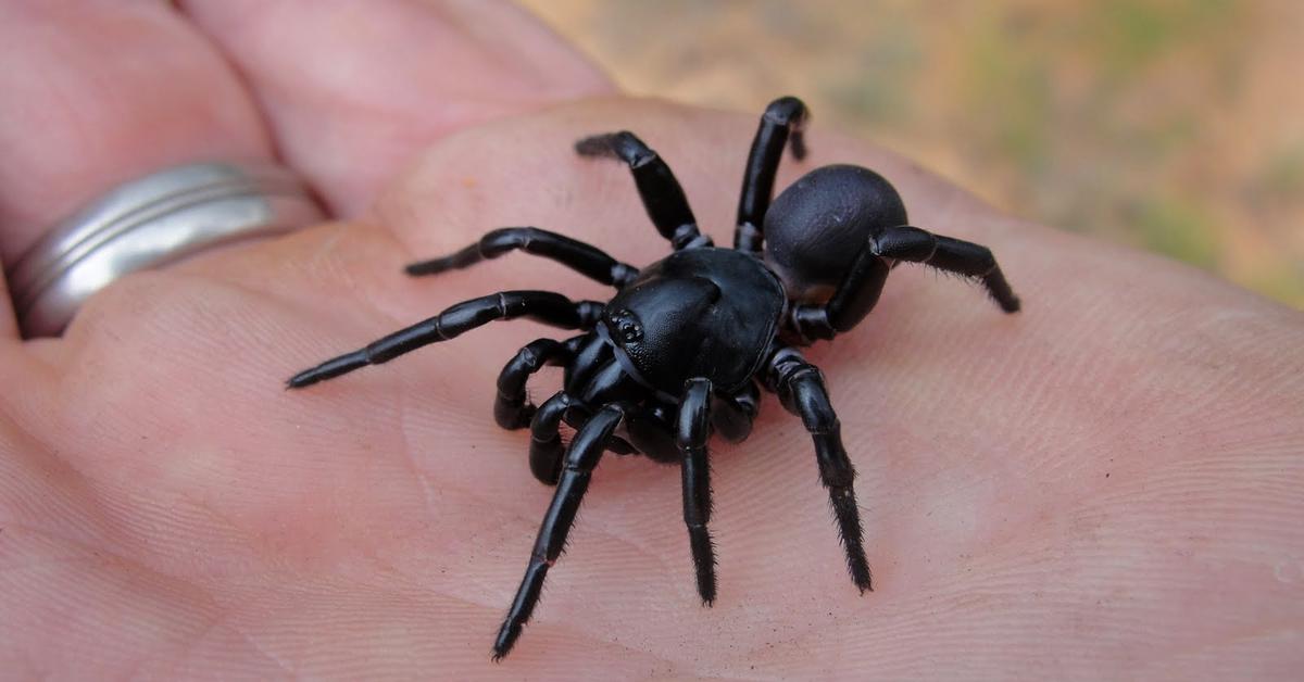 A beautiful representation of the Trapdoor Spider, scientifically Ctenizidae.