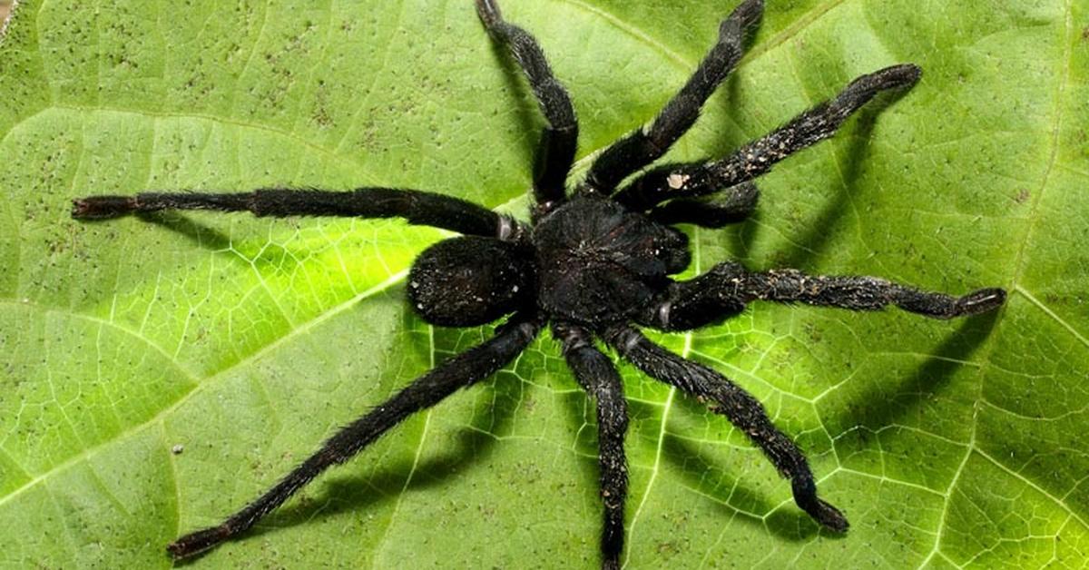 Captured elegance of the Trapdoor Spider, known in Indonesia as Laba-laba Pintu Perangkap.