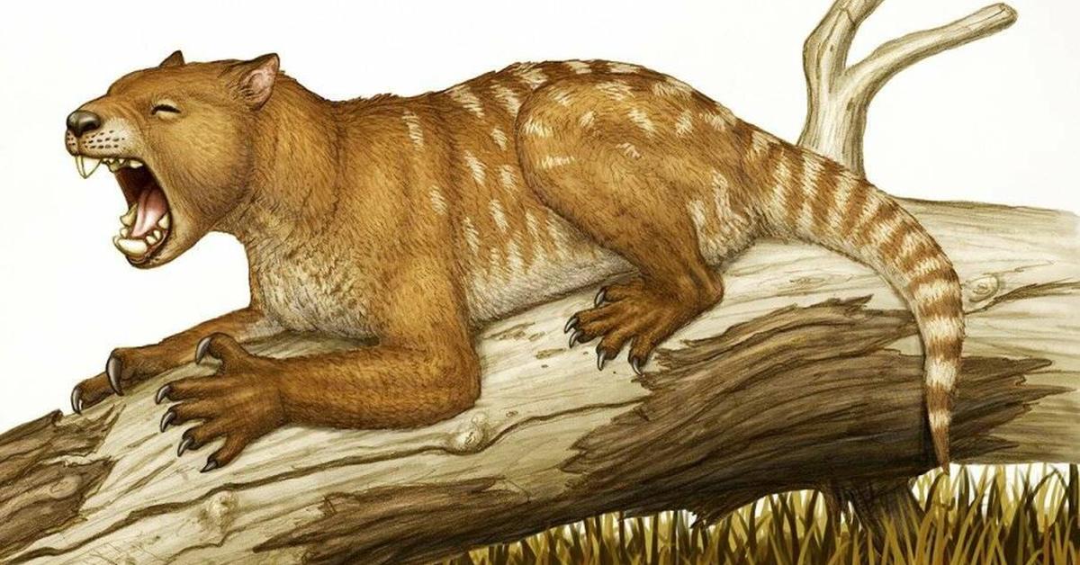 The alluring Thylacoleo Carnifex, commonly referred to as Thylacoleo Carnifex in Bahasa Indonesia.