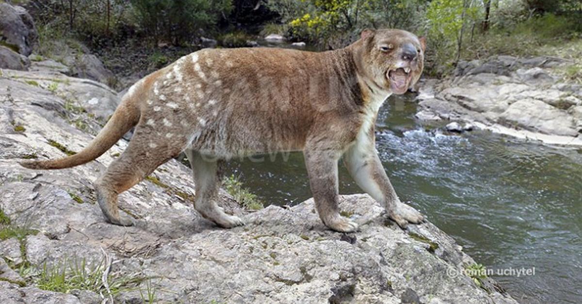 Unique portrayal of the Thylacoleo Carnifex, also called Thylacoleo Carnifex in Bahasa Indonesia.