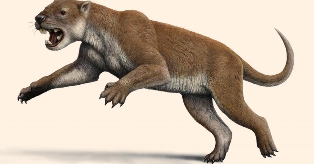 Photograph of the unique Thylacoleo Carnifex, known scientifically as Thylacoleo carnifex.