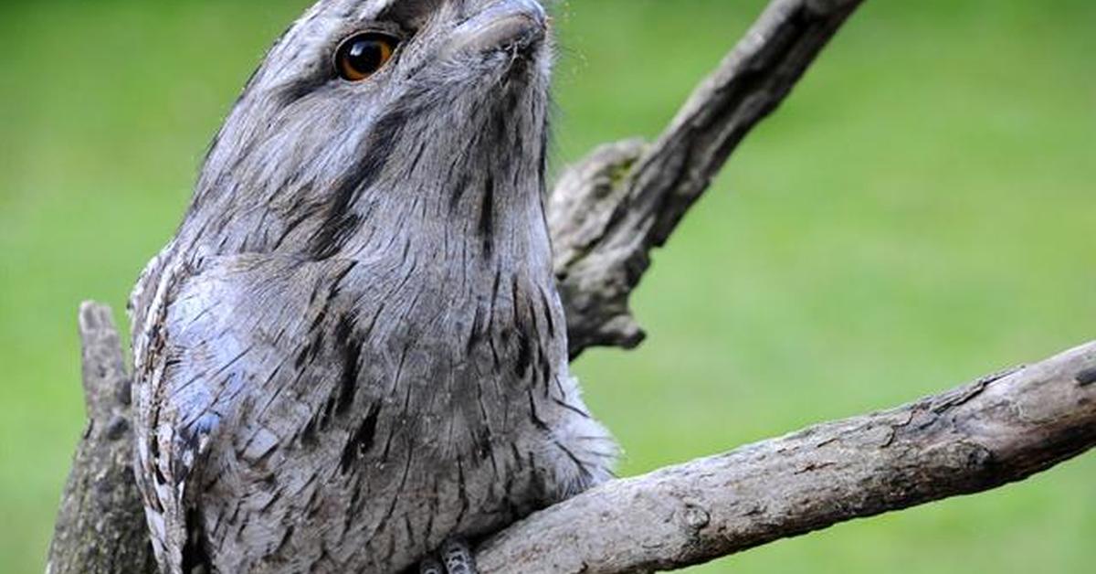 Visual representation of the Tawny Frogmouth, recognized in Indonesia as Burung Tawny Frogmouth.