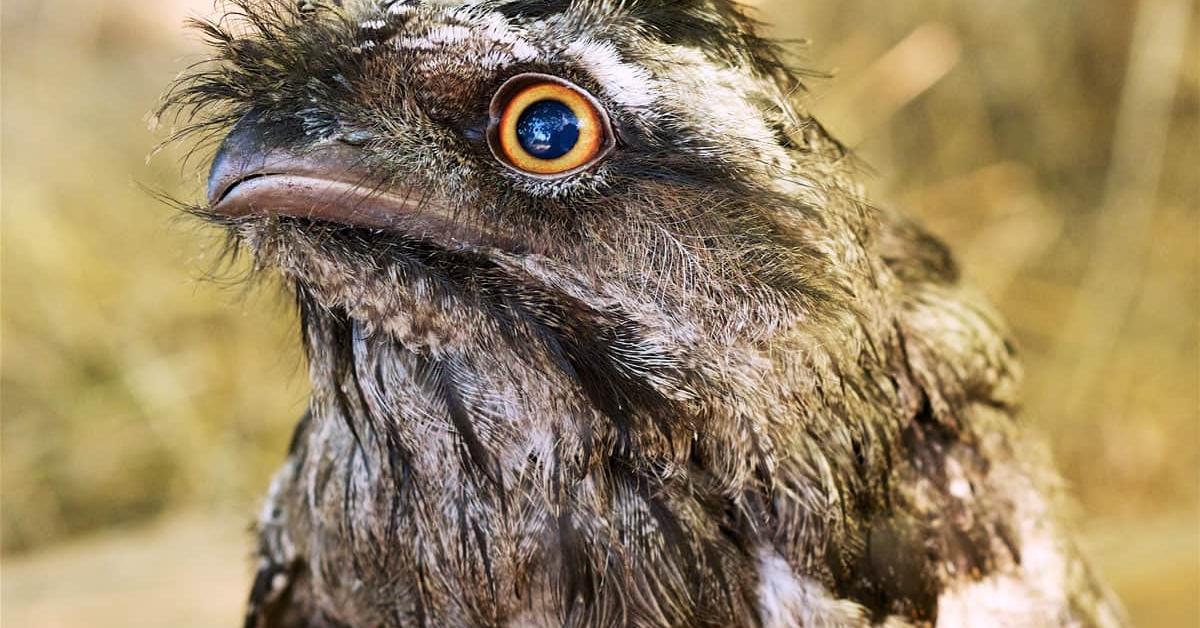 Captivating presence of the Tawny Frogmouth, a species called Podargus strigoides.