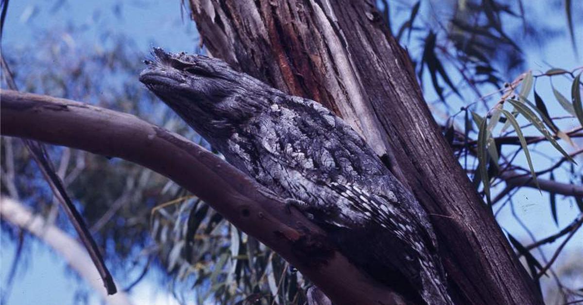 The Tawny Frogmouth in its natural beauty, locally called Burung Tawny Frogmouth.