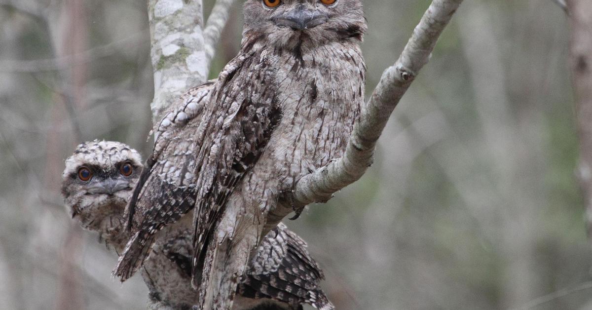 Insightful look at the Tawny Frogmouth, known to Indonesians as Burung Tawny Frogmouth.