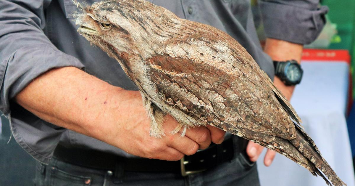 Captivating view of the Tawny Frogmouth, known in Bahasa Indonesia as Burung Tawny Frogmouth.