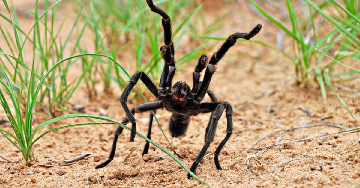 Photographic depiction of the unique Texas Brown Tarantula, locally called Tarantula Coklat Texas.