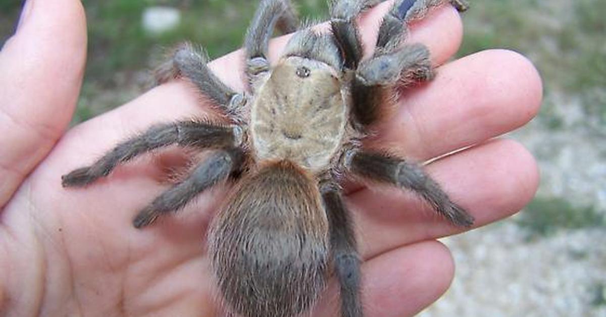 Detailed shot of the Texas Brown Tarantula, or Aphonopelma hentzi, in its natural setting.