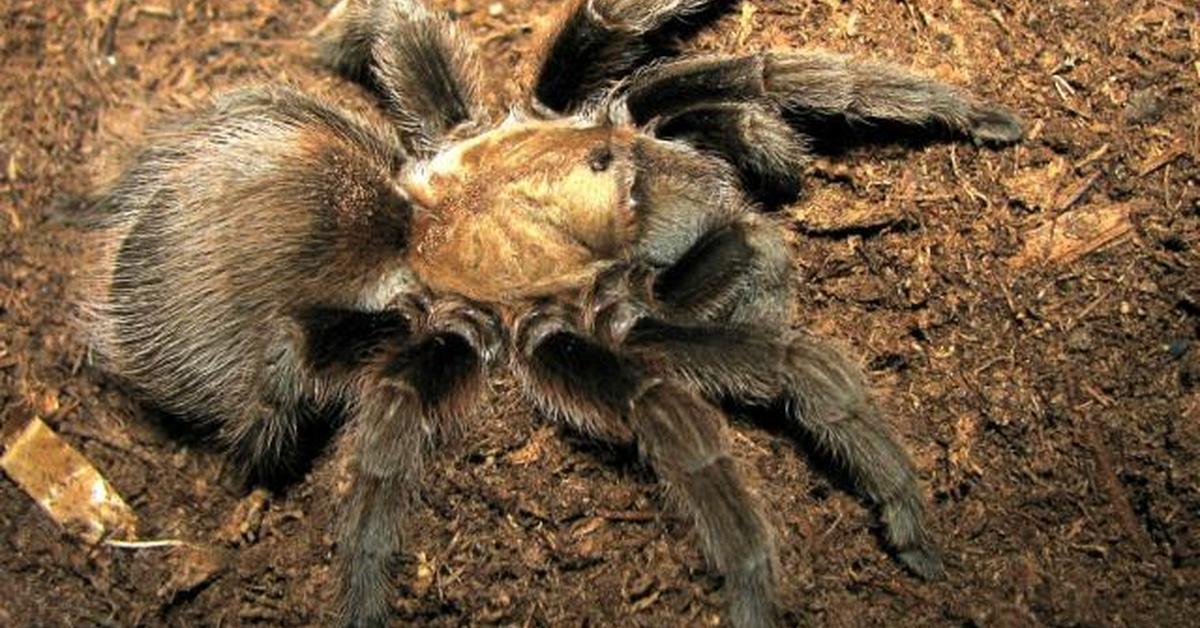 Elegant Texas Brown Tarantula in its natural habitat, called Tarantula Coklat Texas in Indonesia.