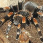 The Texas Brown Tarantula, a species known as Aphonopelma hentzi, in its natural splendor.