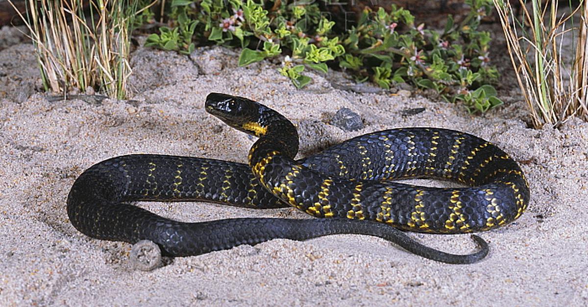 Vibrant snapshot of the Tasmanian Tiger Snake, commonly referred to as Ular Harimau Tasmania in Indonesia.